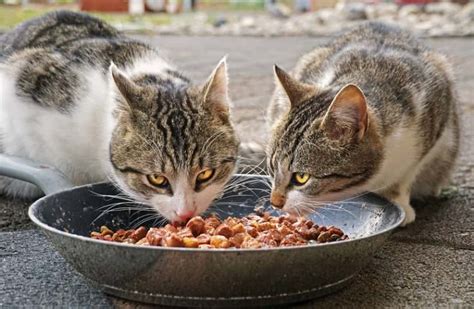 Gato comiendo alimento seco y húmedo