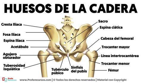 Anatomía de la cadera y el cóccix