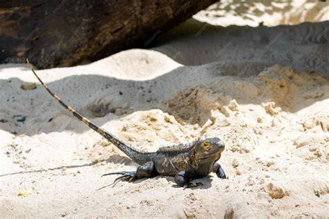 Iguana con pérdida de cola