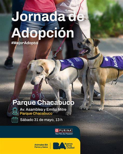 Perros en adopción esperando un hogar