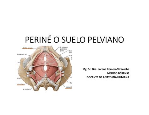 anatomía del periné femenino