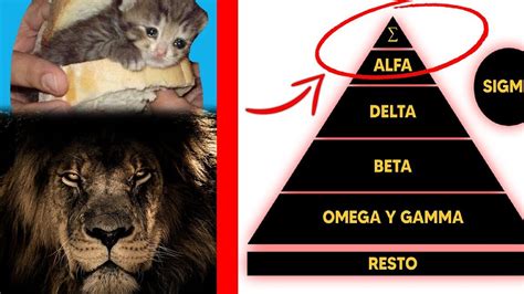 Jerarquía Alfa Beta Omega hombres lobo