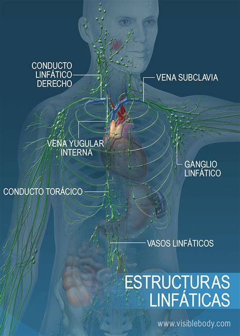 Thomas Hodgkin y sistema linfático