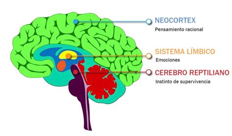 Neocorteza cerebral y lóbulos prefrontales