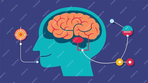 Ruta cerebral del estímulo a la decisión