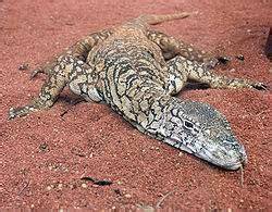Varano gigante australiano en el desierto