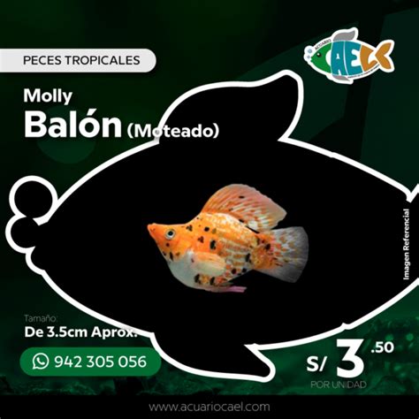 acuario de molly balón con plantas