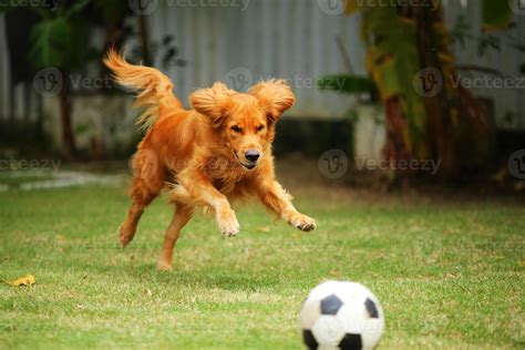 Perro persiguiendo pelota en parque
