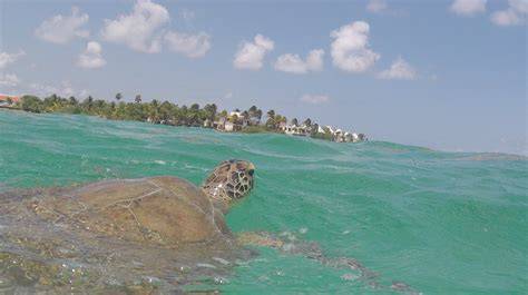 Bahía de Akumal con tortugas marinas
