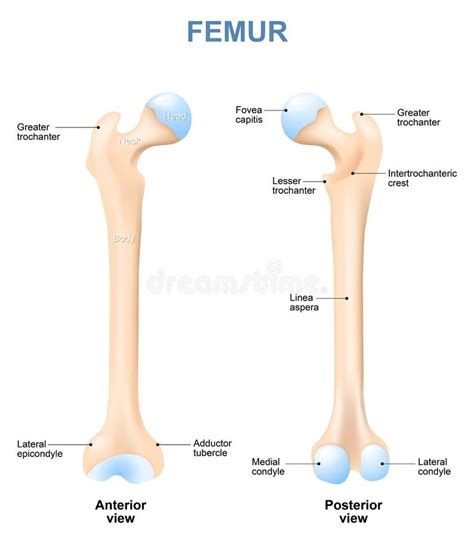 Esquema anatómico del fémur humano