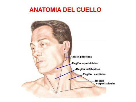 anatomía del cuello y partes blandas