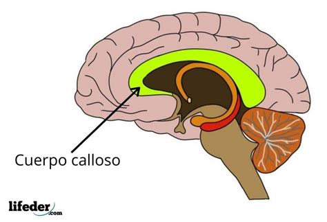 cuerpo calloso conectando hemisferios cerebrales