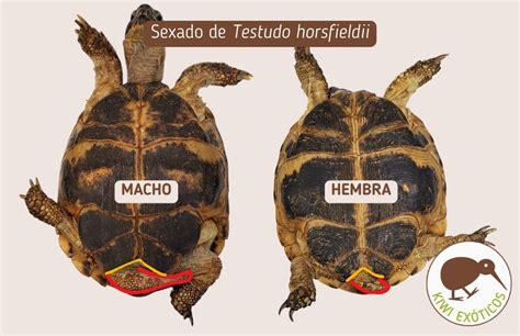Cola de tortuga macho y hembra