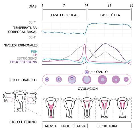 Fases del ciclo menstrual y dolor mamario