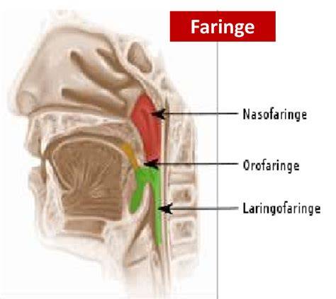 Faringe lateral con sus tres divisiones
