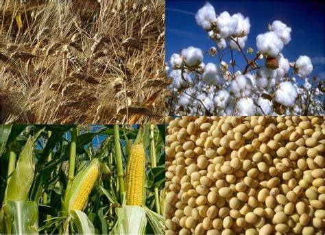 alimentos naturales y materias primas agropecuarias