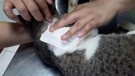 gato con herida en la cola