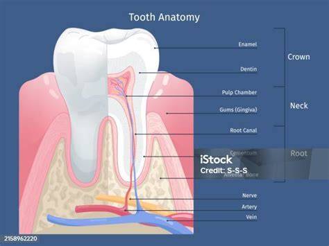 Sección anatómica del cuello dental y encía