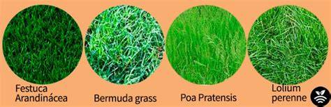 Tipos de césped en campos de fútbol