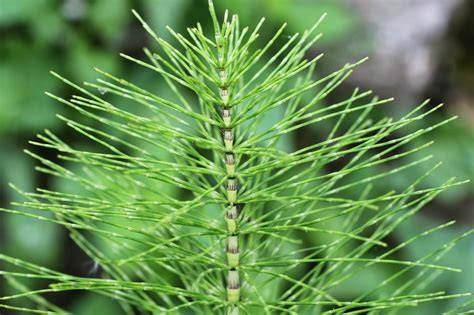 Planta Equisetum arvense cola de caballo