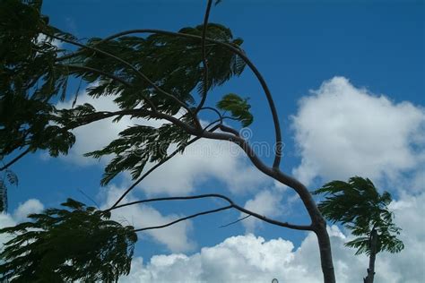 Ramas de árboles movidas por el viento