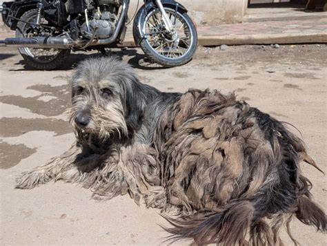 Perro callejero salvadoreño en finca rural