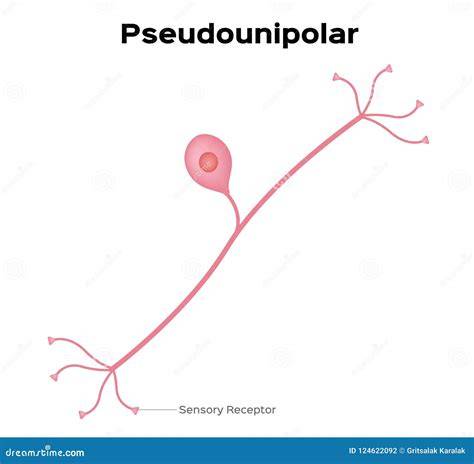 Partes de una neurona pseudounipolar