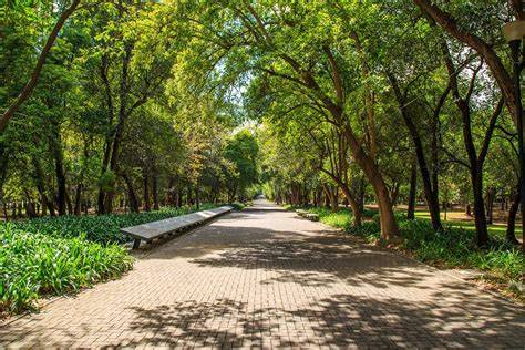 Bosque nativo y áreas verdes del parque