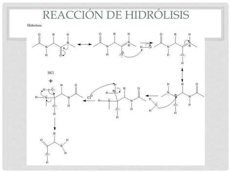 Tipos de hidrólisis de proteínas lácteas