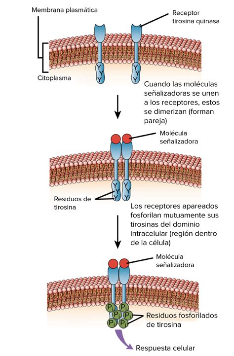 Clases de receptores ligados a cinasas