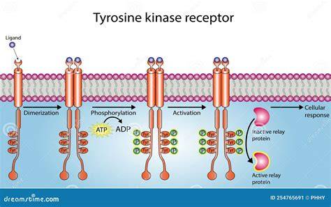 Autofosforilación de un receptor tirosina cinasa