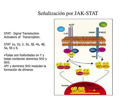 Vía de señalización JAK STAT