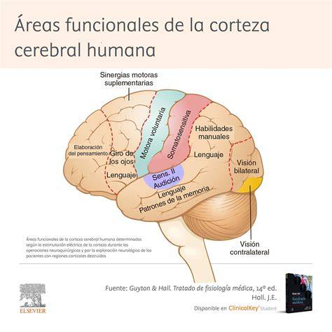 Mapa de regiones cerebrales afectadas