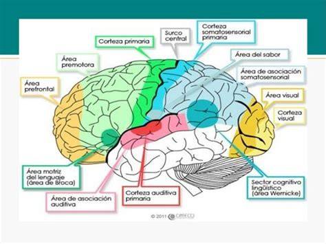Áreas cerebrales del lenguaje y empatía