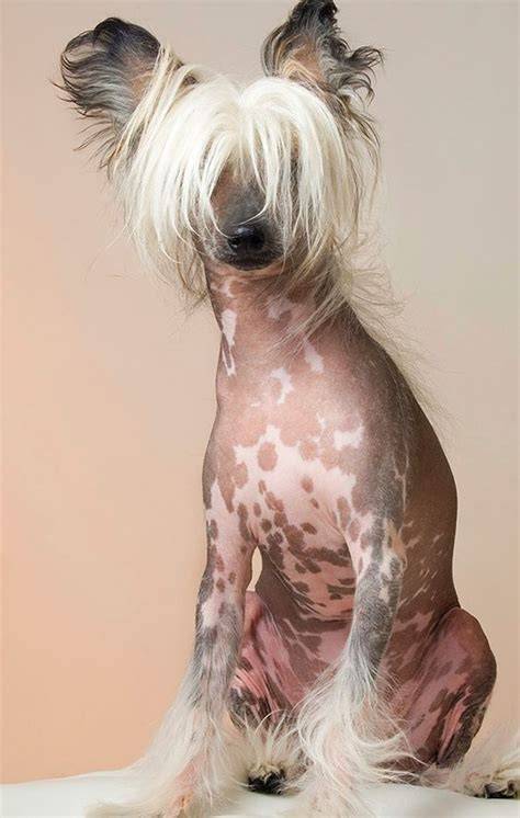 Perro con cola sin pelo
