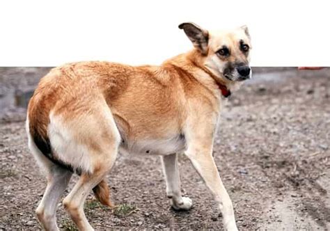 Perro avergonzado con cola baja