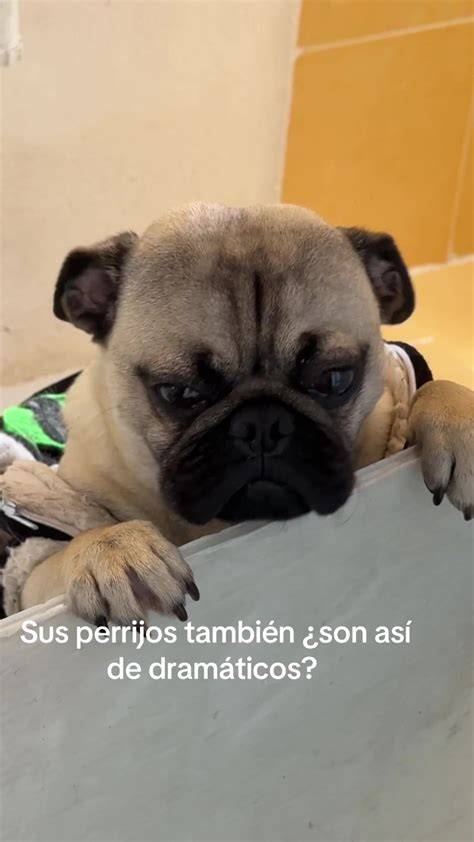 Perro derrotado después de un regaño