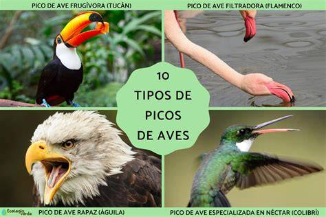 Comparación de picos de aves