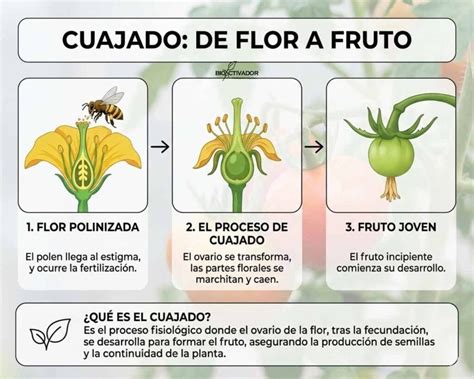 Relación entre pico y tamaño del fruto