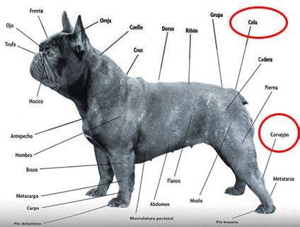 Cola corta de bulldog francés