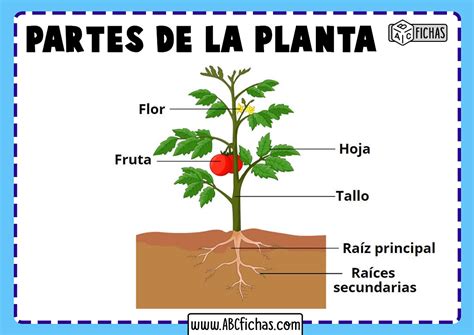 Partes principales de una planta