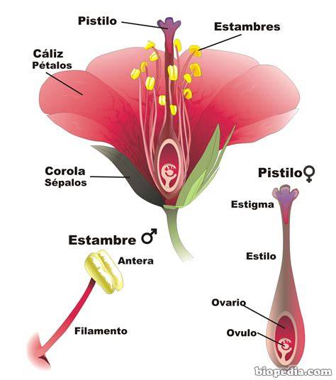 Partes internas de una flor