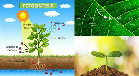 Proceso de fotosíntesis en una planta
