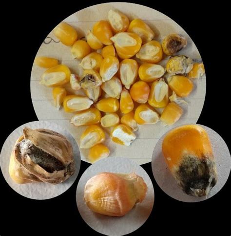 Granos de maíz con crecimiento de Aspergillus