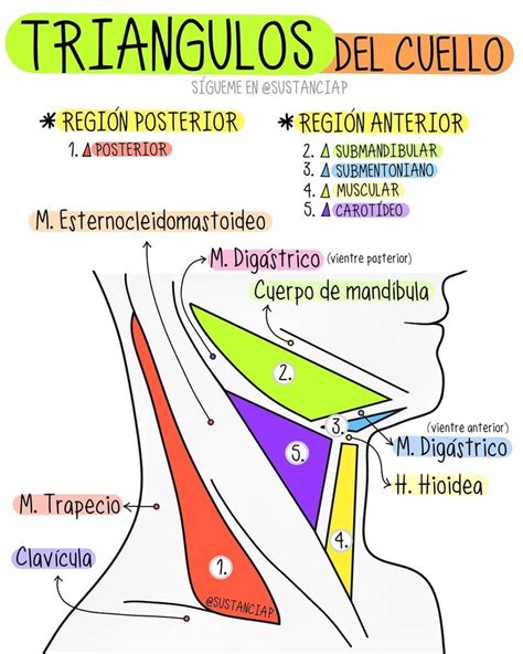 Regiones y triángulos de la parte frontal del cuello