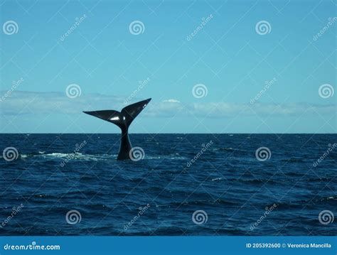Cola horizontal de ballena azul