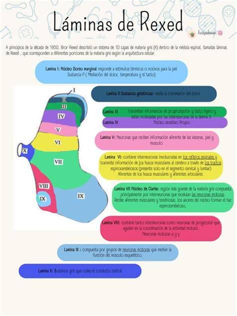 Diagrama de las diez láminas de Rexed
