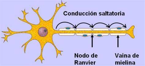 Conducción saltatoria en axón mielinizado
