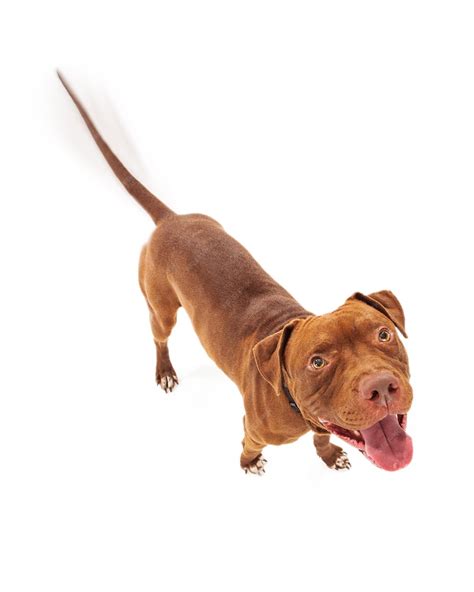 pitbull moviendo la cola feliz