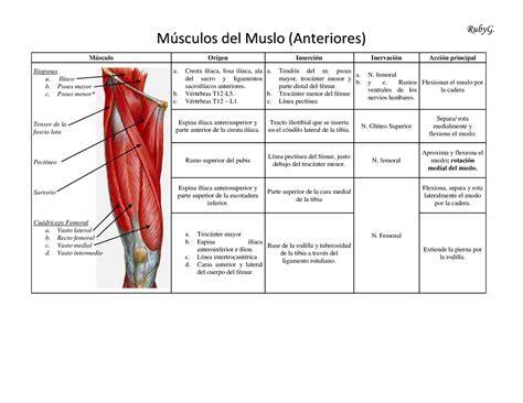 anatomía del muslo y sus compartimentos